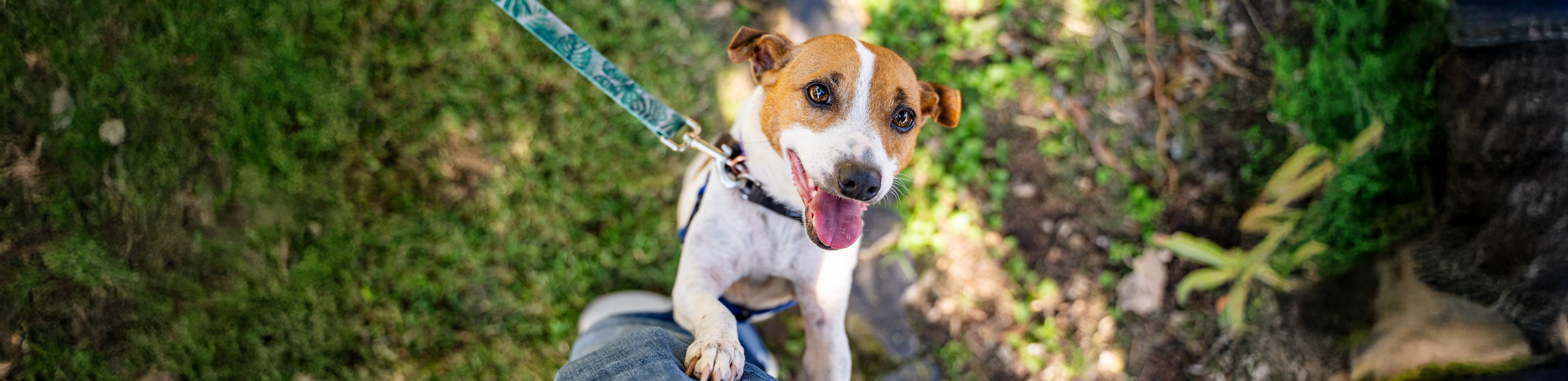 rspca